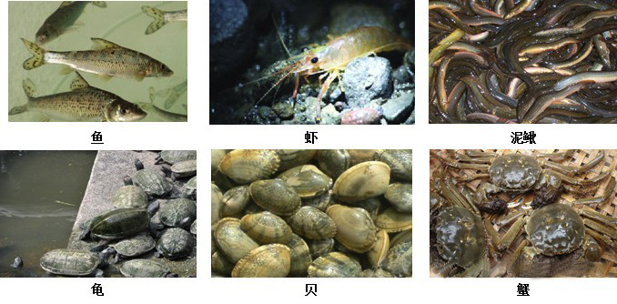 水產(chǎn)養(yǎng)殖底改片處理圖